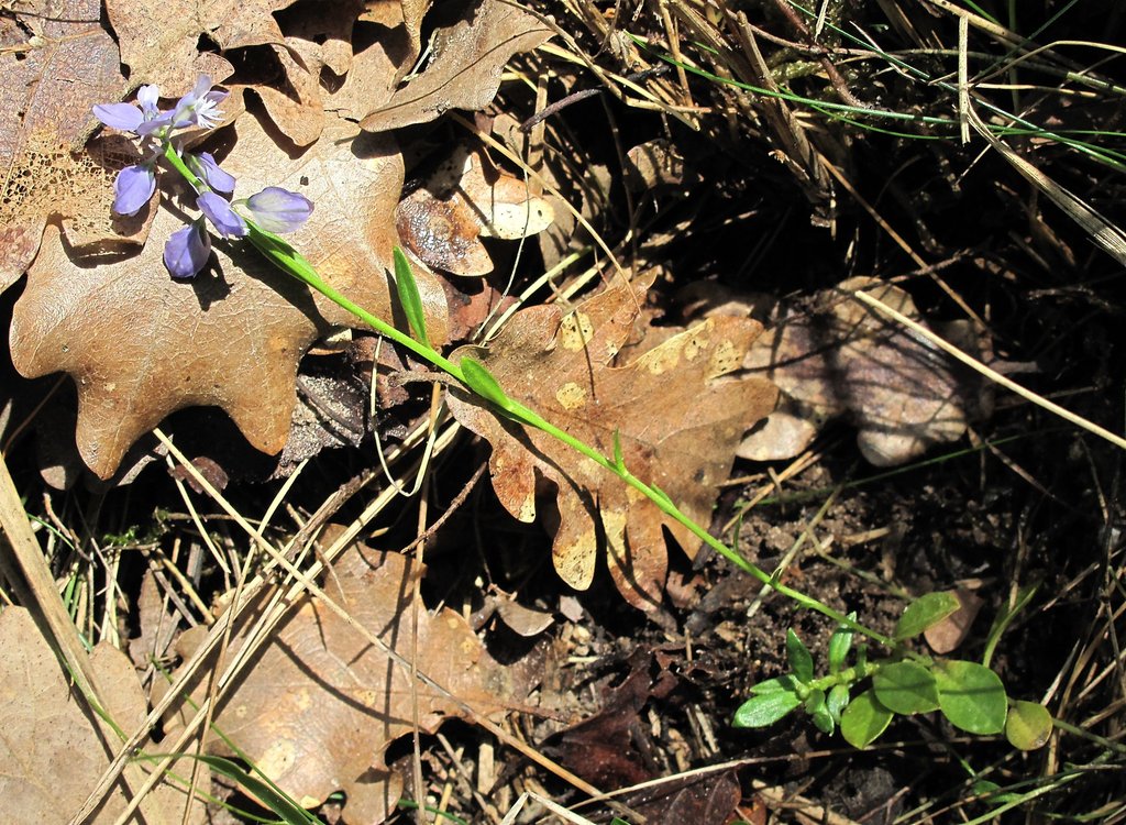 Polygala calcarea